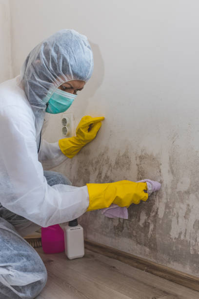 Biohazard Mold Removal in Apalachicola, FL