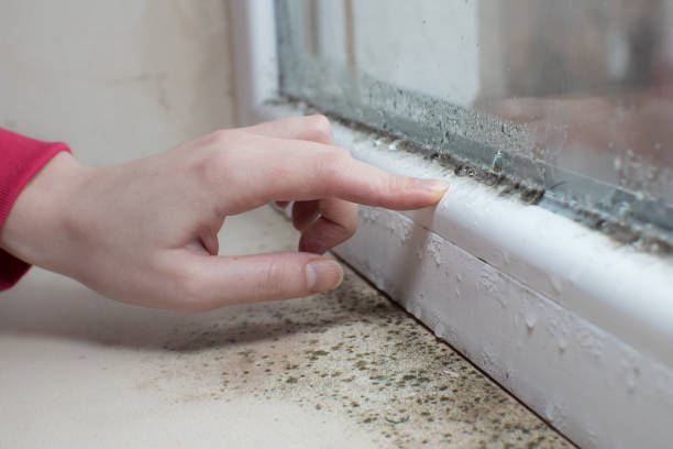 Apalachicola, FL Mold Removal Company