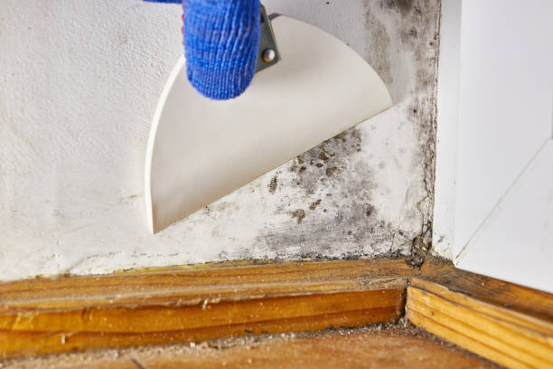 Best Post-Remediation Verification Testing  in Apalachicola, FL