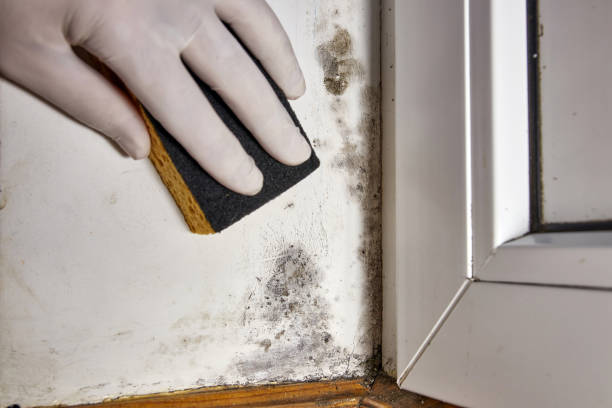 Best Forensic Mold Investigation  in Apalachicola, FL